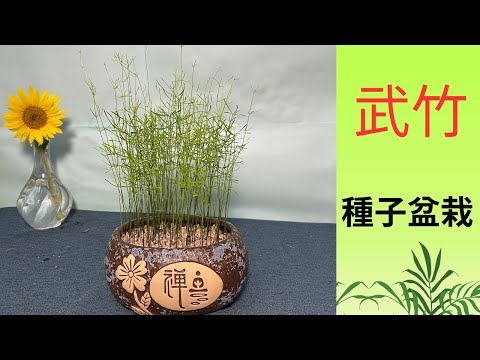 垂葉武竹