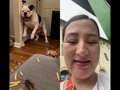 Oh oh😂😂 #duet #adorably #pets #mreviatar #funny #adoreble #cute #cat #animals #cutedog #bulldog