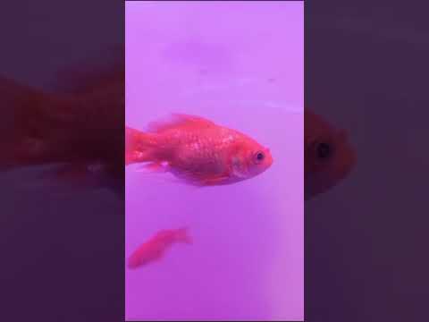 real fish in water @sikhomathwithme-vidushi