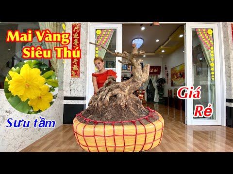 Siêu Thú mai vàng đế khủng nằm lu giá siêu rẻ | mai vàng bonsai nghệ thuật | Lhệ: 0919755533 Út