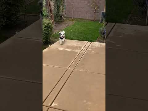 #cutie#shorts#cute puppy