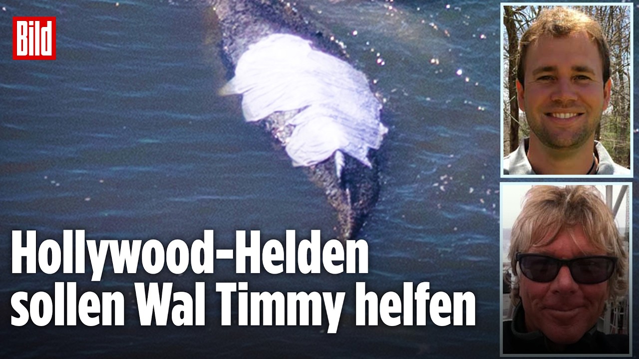 Neue Experten werden eingeflogen: Jetzt soll die „Free Willy“-Crew Timmy retten