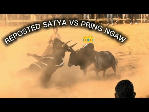 Satya vs Pring ngaw. Pyniap u Satya ia u pring ngaw. REPOST. SATYA THE KiNG👑.