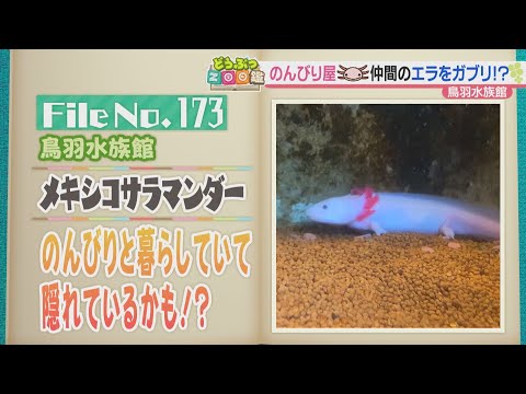 メキシコの動物 - 20. ピグミースポッサム