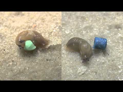 Slug Bait - Iron Baits vs. Metaldehyde