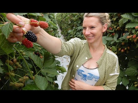 De boer is troef 29 juni 2016 - Bramenboer