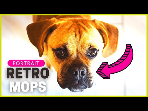 RETRO MOPS | Die gesunde Alterantive zum "normalen" Mops?