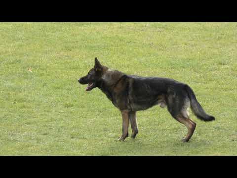 WUSV 2021  GBR 4 - JOANNE BRIDGE & KIEZTAMARX DAXAMITE AT BRUECKWASSER B 86