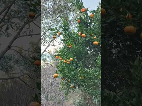 chacara locação, pra família e amigos Agudos do Sul, Pr