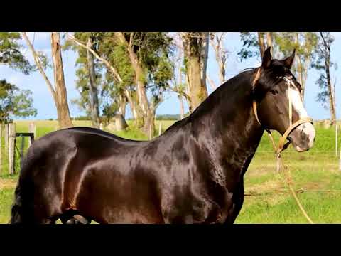 LOTE 01   Peleador do Itapororó
