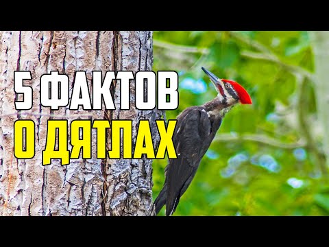 5 ИНТЕРЕСНЫХ ФАКТОВ О ДЯТЛАХ #shorts