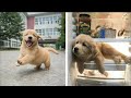 Funny And Cute Golden Retriever Puppies Compilation 1 Cutest Golden Puppy 2022