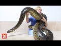 25 Abnormally LARGE ANIMALS That Really Exist