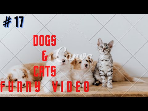 🤣 Funniest 🐶 Dogs and 😻 Cats - Awesome Funny Pet Animals Life Videos 😇 # 17