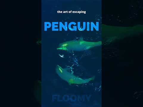 Animal ankle breakers pt2