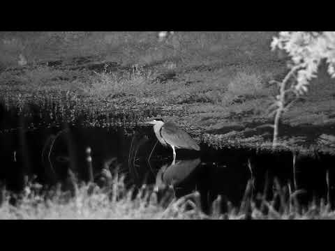 Djuma: Grey Heron - 18:30 - 05/29/2022
