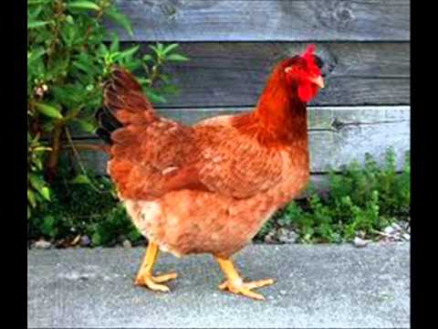 Slepička   trampská píseň