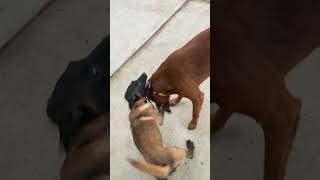 Video preview image #1 Mutt Puppy For Sale in San Diego, CA, USA