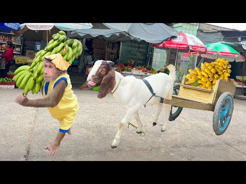 Cutis take Goat harvest go market sell! Best Compilation Full Video