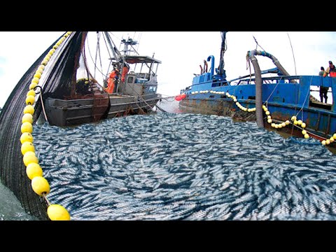 Amazing big nets catch hundreds of tons of herring on the modern boat - Biggest Fishing Net