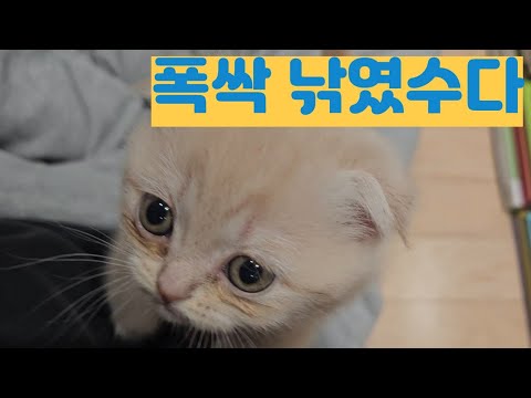 집에 처음 왔을땐 조용했던 냥이가, 지금은...