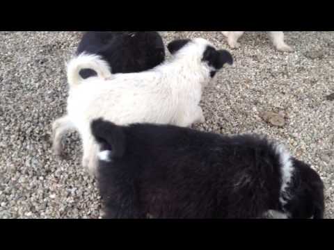 LEON, LORENZ, LILIFEE und LORELEI, Juni 2013, Tierheim Gheorgheni, RO