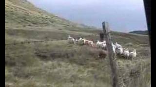 Kinda Easy Like A Sheepdog