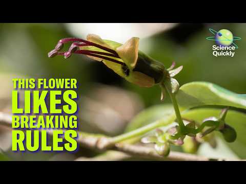 A new AI tool to decode DNA, a medical marvel and a rebel ...