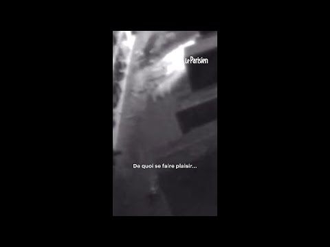 États-Unis : un raton laveur retrouvé ivre dans un magasin d’alcool