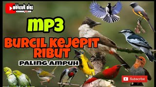 Download lagu Mp3 Burcil Kejepit Di Jamin Ampuh Terbaru 2022(suara yang sering di gunakan para pemikat) mp3