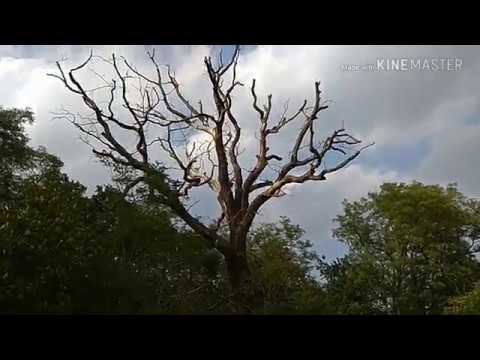 Dąb drzewo jak z horroru,mały włam 1752 rok magia Pomnik Przyrody Przemijanie Śmierć nie wykopki