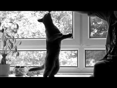 Cattish ways (Dramatic Cat Song)