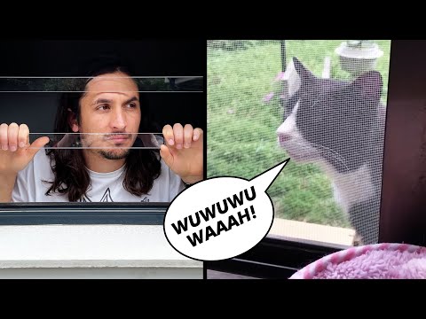 YouTube video about: When I sing my cat comes to me?