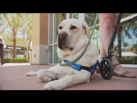 Graduation day for Canine Companions of Southern California on Friday