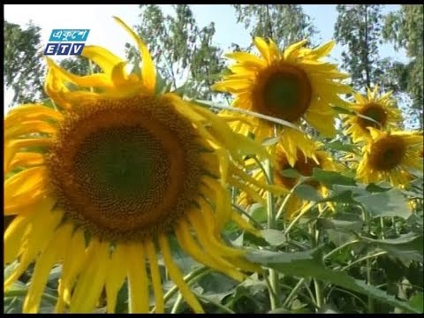 কুড়িগ্রামে প্রথমবারের মতো সূর্যমুখী ফুল চাষ   | ETV News