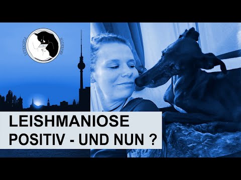 Leishmaniose positiv - und nun? - Folge 12