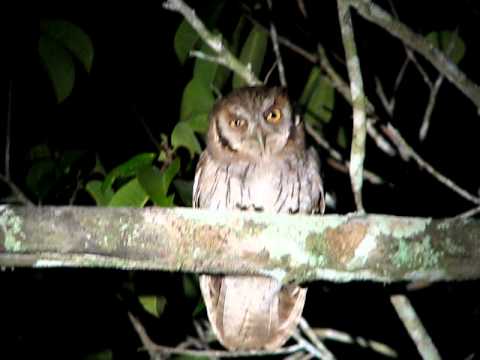 Tropical Screech-Owl