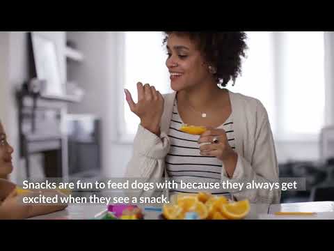 YouTube video about: Can dogs have pepper jack cheese?
