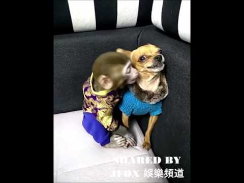Monkey kiss dog funny video