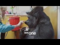 Koko the Gorilla: Trailer - BBC One