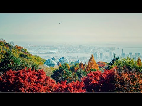【公式】神戸布引ハーブ園の紅葉「布引の紅葉」｜神戸布引ハーブ園／ロープウェイ｜Kobe Nunobiki Herb Gardens & Ropeway