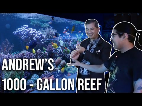 Andrew's 1000-gallon Mixed Reef Aquarium in Las Vegas