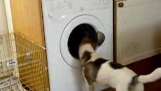 His blankie is being washed