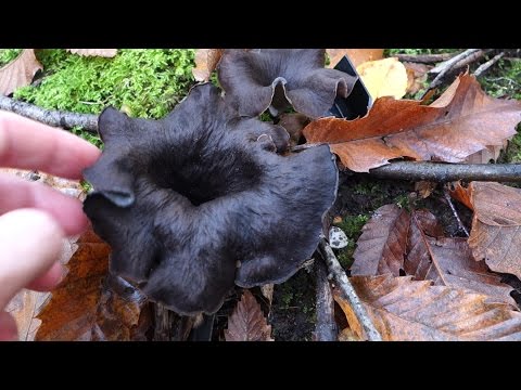 Horn of Plenty (Craterellus cornucopiodes)