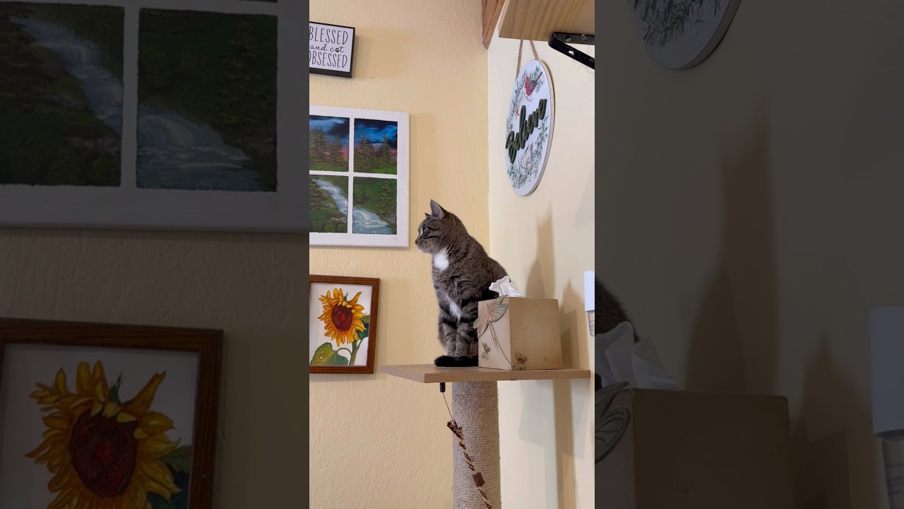 Enlarge Susie, a ADOPTABLE Domestic Short Hair in Belding, MI video 3/3