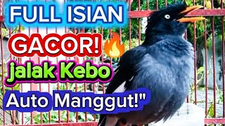 Download lagu Masteran Jalak Kebo Full Isian Gacor – Bikin Jalak Cepat Manggut-manggut mp3