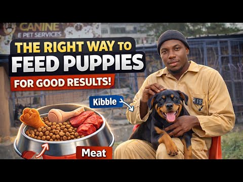 Proper Puppy Nutrition: What Every Dog Owner Must Know | Complete Feeding Guide