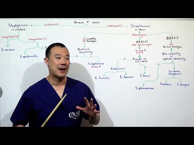 Video Pronunciation of cocci in English