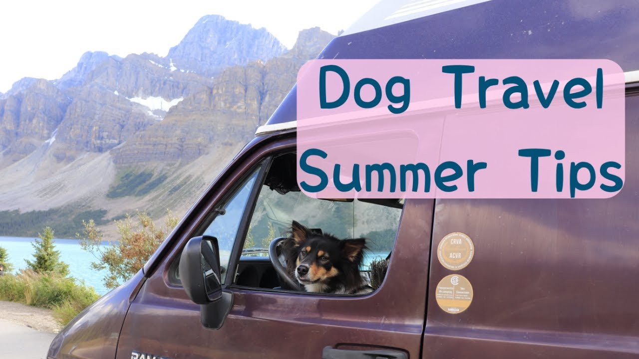VAN LIFE | 9 TIPS for TRAVELING with A DOG to ELIMINATE SUMMER HEAT