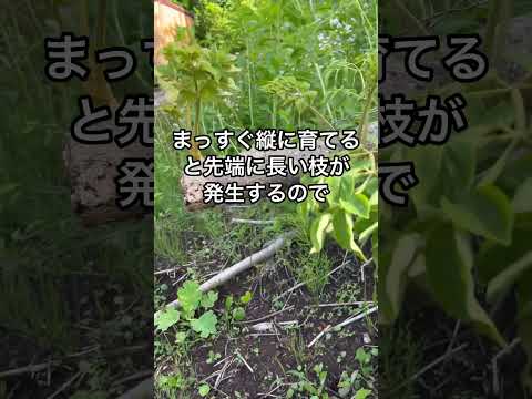 果樹を治す方法は？専門家による確実な方法を発見  庭園